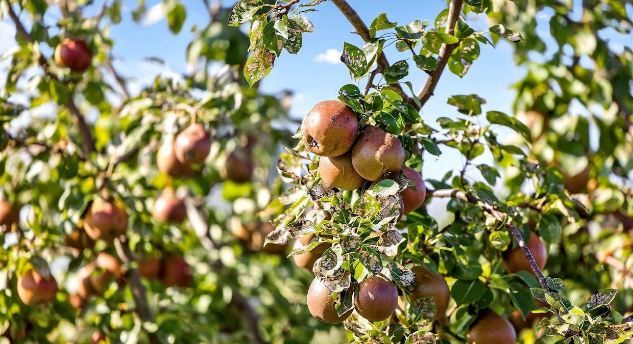 185  McNamaras Road, Sarsfield, VIC, 3875 - Image 21