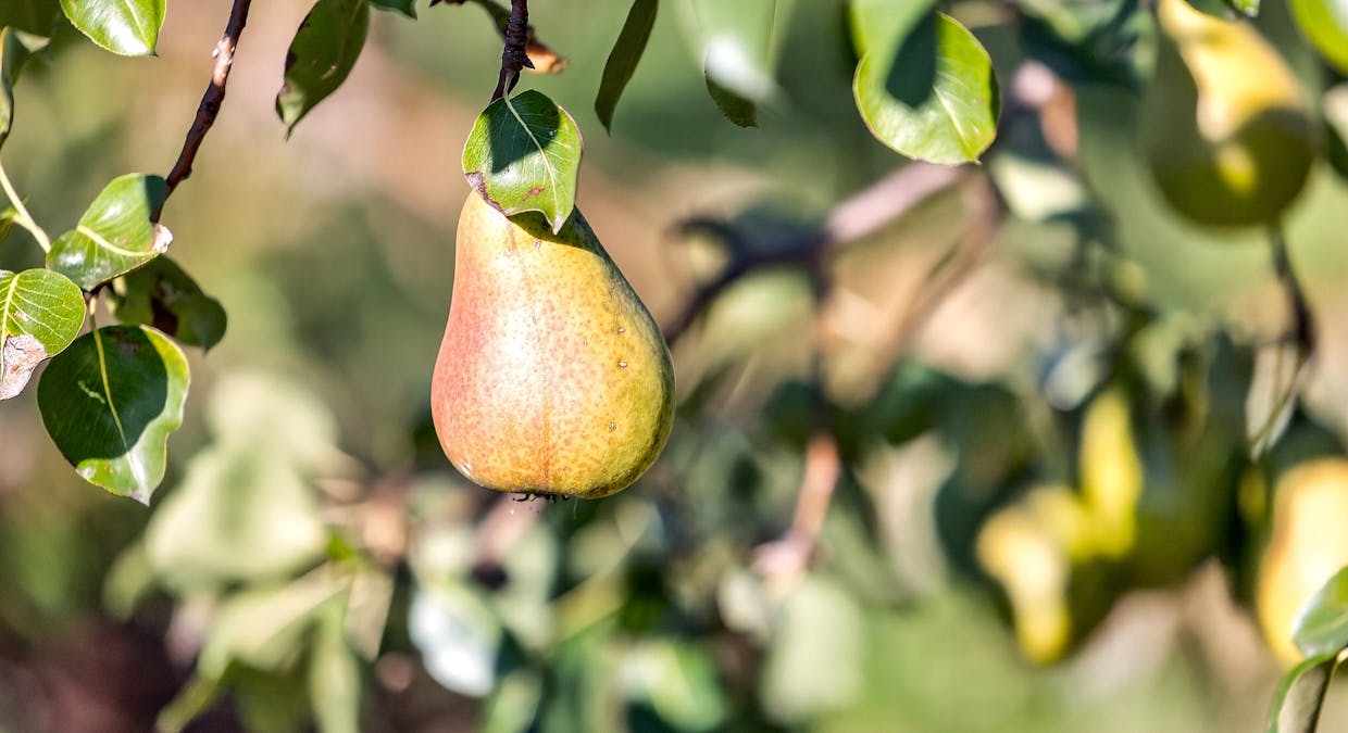 185  McNamaras Road, Sarsfield, VIC, 3875 - Image 22