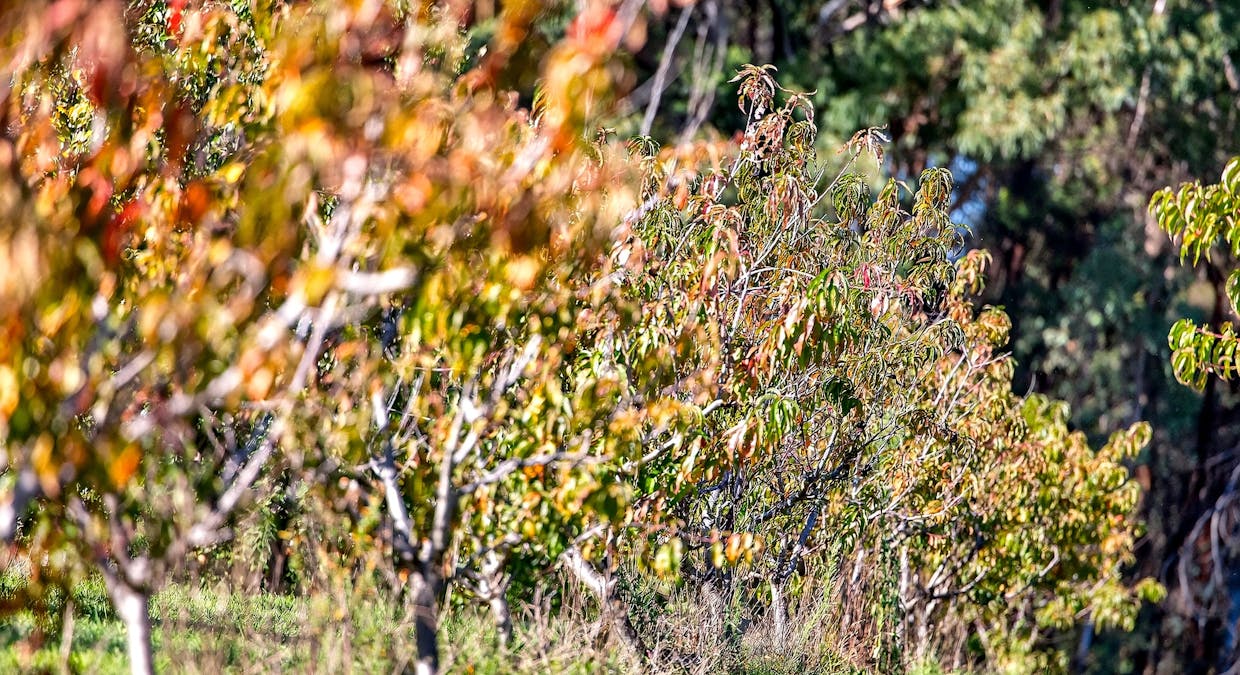 185  McNamaras Road, Sarsfield, VIC, 3875 - Image 23