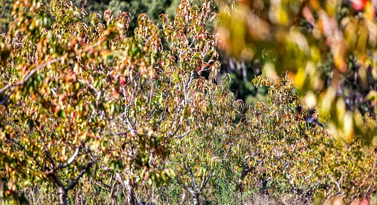 185  McNamaras Road, Sarsfield, VIC, 3875 - Image 24