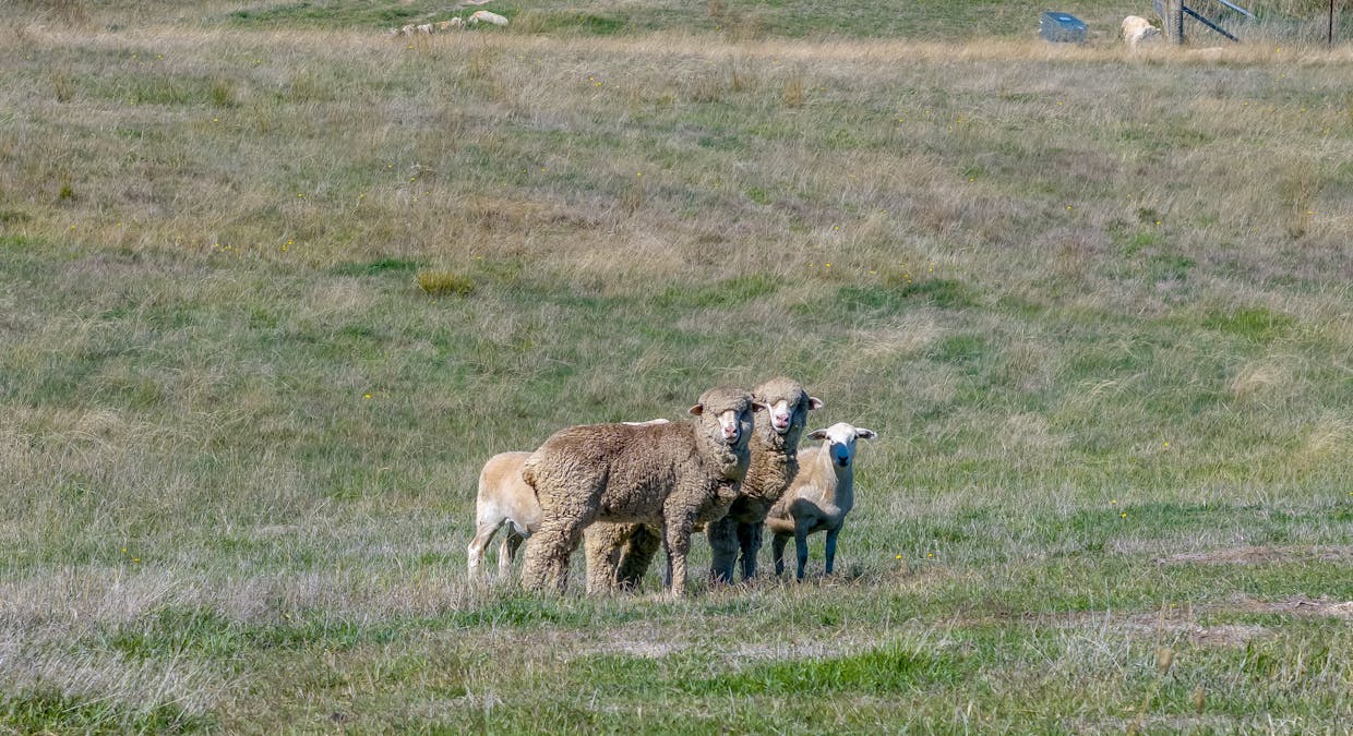 1873 Peelwood Road, Laggan, NSW, 2583 - Image 33