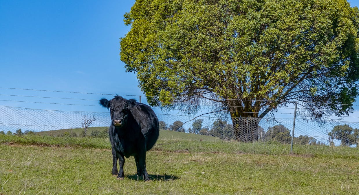 1873 Peelwood Road, Laggan, NSW, 2583 - Image 32